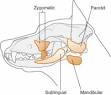 and <b>sublingual glands</b>.