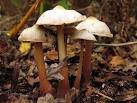 SU5870 : Mushrooms in Woodland - via Daymix