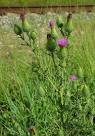 <b>Cirsium</b> vulgare plant