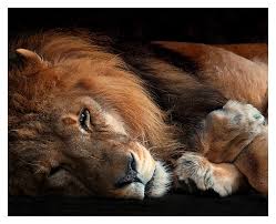 The Lion Sleeps Tonight by StuckOnTheFarm - DPChallenge - Copyrighted_Image_Reuse_Prohibited_447682