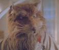 Splinter - Muppet Wiki