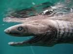 The Frilled Shark : LivingFossils