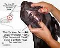 Fourth Upper Premolar Tooth or Carnassial Tooth Problems