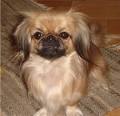 PEKINGESE Puppies Breeders PEKINGESEs