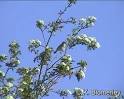 Birds of the Bible     Singing in the Trees    Lees Birdwatching