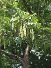 Caucasian wingnut at Chelsea - via Daymix