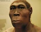 Homo erectus, Photo: Michael
