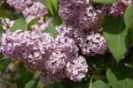 <b>Syringa</b> vulgaris flower