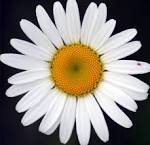 Brits in the USA: Guest blog #3 - Dancing with Daisy - It runs in ...