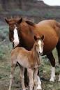 Quarter Horses: Your Best Site for Horse Photos