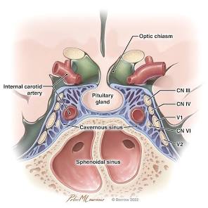 Pituitary Gland Location and Main Functions | Barrow ...