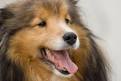 How to Choose the Best Dog Breed for Your Family: Family Dogs ...