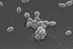 File:<b>Enterococcus faecalis</b> SEM