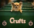 CRUFTS 2012 « Euro HTM