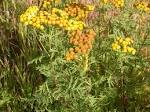 File:<b>Tanacetum</b> vulgare