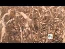 WARNINGS AFTER 7 DIE AMID SEARING HEAT, STORMSSeeded on Sat Jun 30 ...