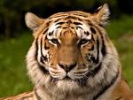 Amur Tiger (Siberian) - Mammalia Reference Library - redOrbit