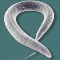 Caenorhabditis elegans | Flickr - Photo Sharing!