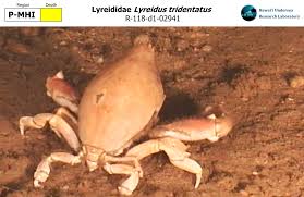 Image result for "Lyreidus tridentatus"