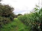 More sizes. Footpath by the Maize crop (2) - via Daymix