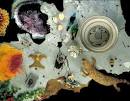 NMNH - Research and Collections - Collections-based Information ...