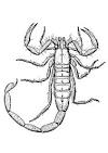 Scorpion coloring page