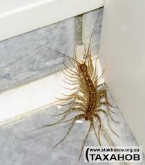 images?q=tbn:ANd9GcSp5kRkA2R0gFPbQiouXzKccypjxjwBfRpOzXPps7LIIg_DCMHu