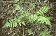 <b>Dryopteridaceae</b>