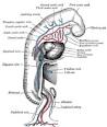 Dorsal aorta - Wikipedia, the free encyclopedia