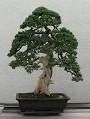 Deadwood bonsai techniques - Wikipedia, the free encyclopedia
