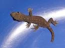 Baby house gecko, Hemidactylus sp.
