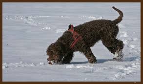 Lagotto Romagnolo. - Bild \u0026amp; Foto von Chris. Sch. aus Hunde ...