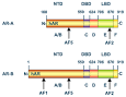 Androgen receptor - Wikipedia, the free encyclopedia