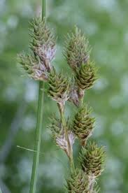Image result for Carex reniformis