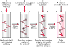 enzyme-linked immunosorbent assay - definition of enzyme-linked ...