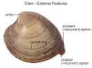 Clam Dissection