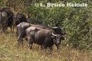 Wild Water Buffalo – Part Two | Wildlife Photography in Thailand ...