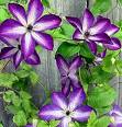 Acorn Farms - Clematis
