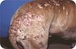 Flea Allergy Dermatitis: Itchy Cats, Dogs & Horses: Vet Dermatologist