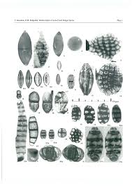 Résultat de recherche d'images pour "Pluricellaesporites heterosporus"