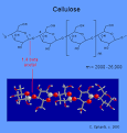 Carbohydrates - Cellulose