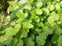 GOTU KOLA Hydrocotyle Ariatica