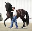 Andalusian horse - Wikipedia, the free encyclopedia