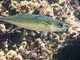 Atlantic chub mackerel - Wikipedia, the free encyclopedia