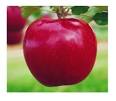Malus domestica 'Jonagold' Jonagold- Red Jonagold Apple---SALE ...