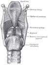 Larynx Anatomy