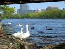 Friends of the White Geese - Habitat
