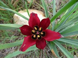 Image result for "Tulipa cypria"