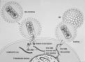 Chapter 2: Special Focus: AIDS - Dana Foundation
