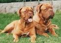 Dogue de Bordeaux Information and Pictures, French Mastiff